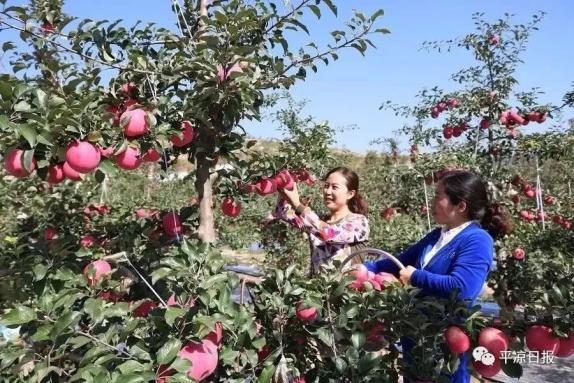 甘肅靈臺縣：蘋果紅了，果農的錢袋子鼓了